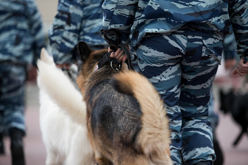 Obraz premium Guard dog in equipment with the inscription Police. The Russian Police