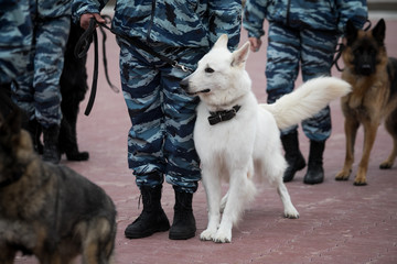 Guard dog in equipment with the inscription Police. The Russian Police