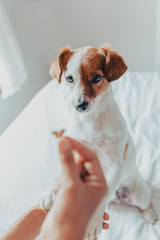 Adorable jack russell dog getting a cookie as a treat for good behavior from the hand of its owner....