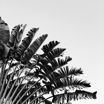 Beautiful banana tree. Natural minimal background in black and white colors. Summer and travel concept.