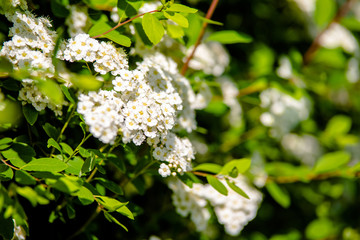 Spirea bushes bloom in the spring in May 