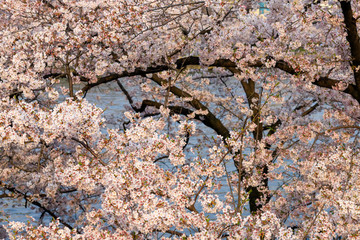 Japanese pink sakura blossom