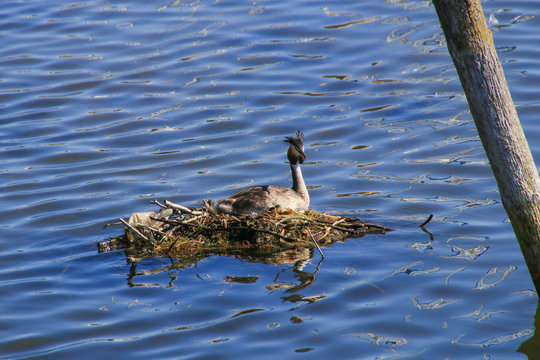 A breeding great crested grebe in the marina of the holiday destination Klink on Müritz lake, Germany
