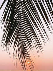 Beautiful tropical coconut palm branch on colorful sunset with bright yellow sun and sea. Minimalistic background with vintage pink tone filter. Summer, travel and adventure concept.