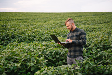 Agronomist inspecting soya bean crops growing in the farm field. Agriculture production concept....