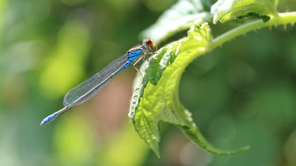 blue dragonfly on a green grape leaf