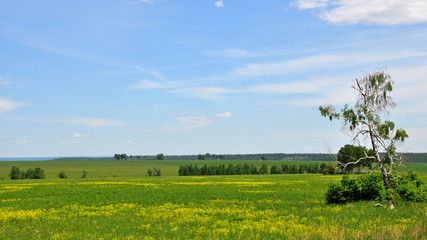 Green meadow and lonely tree.