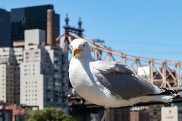 New York City - White bird stands on a pier along the East River with the Manhattan skyline
