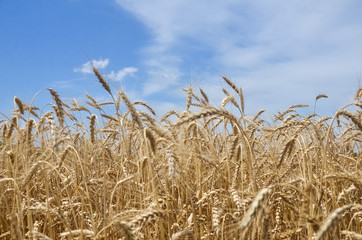 Wheat field. Ears of golden wheat close up. Ears of wheat on a background of blue sky on a sunny summer day. Background of ripening ears of wheat field. Rich harvest Concept