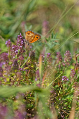 Butterflies and grasshoppers swarm in the grass of french alps meadows