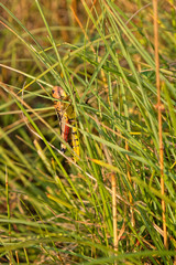 Butterflies and grasshoppers swarm in the grass of french alps meadows