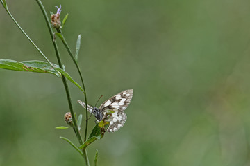 Butterflies and grasshoppers swarm in the grass of french alps meadows