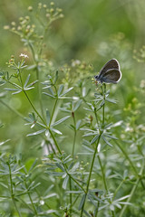 Butterflies and grasshoppers swarm in the grass of french alps meadows