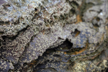 Stone on the beach