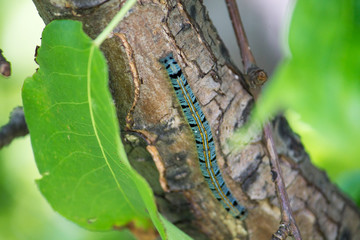 a blue and black caterpillar on a pear tree among green leaves in summer