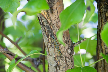 a blue and black caterpillar on a pear tree among green leaves in summer