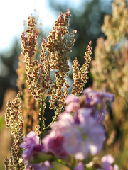 Sorrel flowers, seeds on a grass stem.  Grass in the summer meadow.