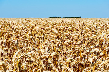 Golden yellow wheat field in summer under a blue sky. Closeup of ripe wheat before harvest. 
