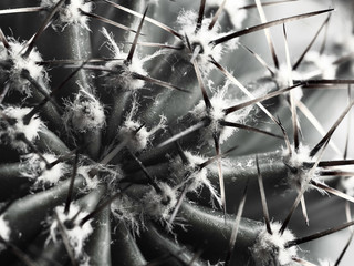 cactus with spines Echinopsis horizontal bw close-up