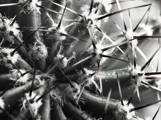cactus with spines Echinopsis horizontal bw close-up
