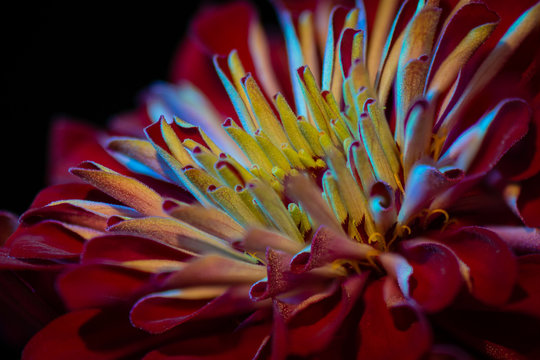 Red and organge zinia close up on black background