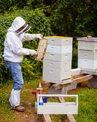 beekeeper working with bees in hive