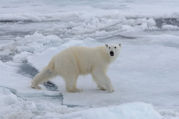 Plakat Wild polar bear on pack ice in Arctic sea