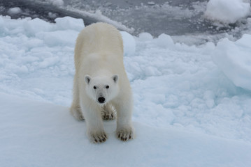 Fototapeta na wymiar Wild polar bear on pack ice in Arctic sea looking into camera