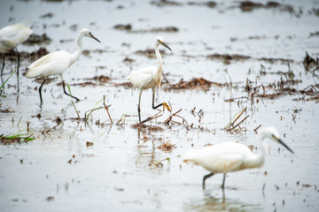 White Heron, Bittern,or Egret walking in the fields in Thailand.shallow focus effect.