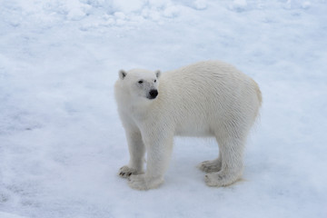 Plakat Wild polar bear on pack ice in Arctic sea