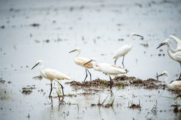 White Heron, Bittern,or Egret walking in the fields in Thailand