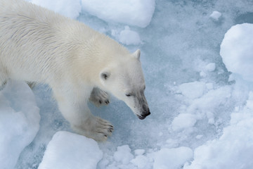 Naklejka na ściany i meble Wild polar bear on pack ice in Arctic sea from top, aerial view