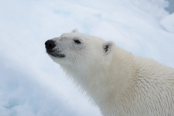 Fototapeta na wymiar Polar bear's (Ursus maritimus) head close up