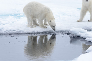 Wild polar bear looking to his reflection in water on pack ice in Arctic sea
