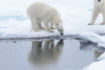 Wild polar bear looking to his reflection in water on pack ice in Arctic sea © Alexey Seafarer