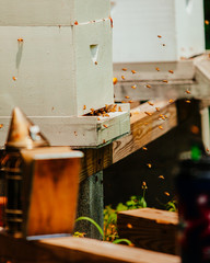 honey bees in flight at hive
