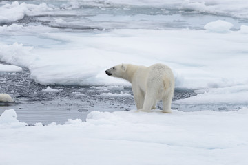 Plakat Two young wild polar bears playing on pack ice in Arctic sea, north of Svalbard