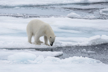 Wild polar bear looking in water on pack ice in Arctic sea