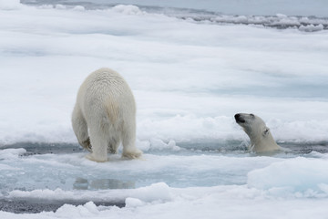 Two young wild polar bears playing on pack ice in Arctic sea, north of Svalbard