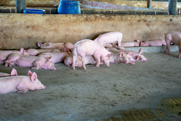 Group of pig that looks healthy in local ASEAN swine farm at livestock. The concept of standardized and clean farming without local diseases or conditions that affect piglet growth or fecundity © Prot