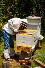 beekeeper working with bees in hive