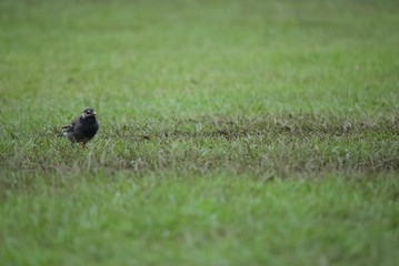 原っぱのムクドリ