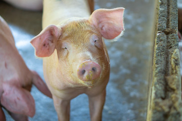 Group of pig that looks healthy in local ASEAN swine farm at livestock. The concept of standardized and clean farming without local diseases or conditions that affect piglet growth or fecundity