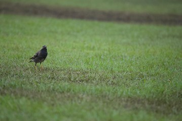 原っぱのムクドリ