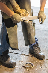 Blacksmith changes horseshoes of a horse. On the man a leather apron. The expert files a rasp nails...