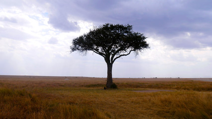 Baum in der Savanne Afrikas