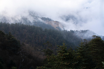 Pine trees with fog background in dark tone at evening time