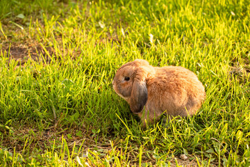 Fototapeta premium Little lop-eared rabbit sits on the lawn. Dwarf rabbit breed ram at sunset sun. Summer warm day.