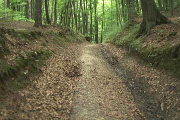 forest road in deciduous forest