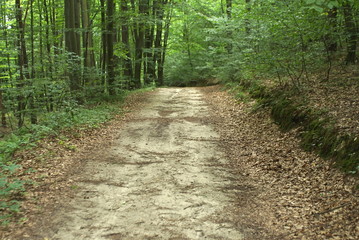 forest road in deciduous forest